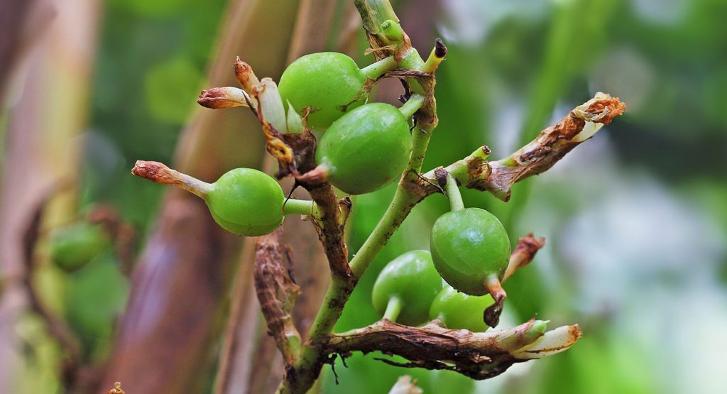 La cardamome - la douce soeur du gingembre et du curcuma