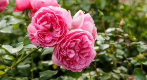 La rose – la charmante reine des fleurs