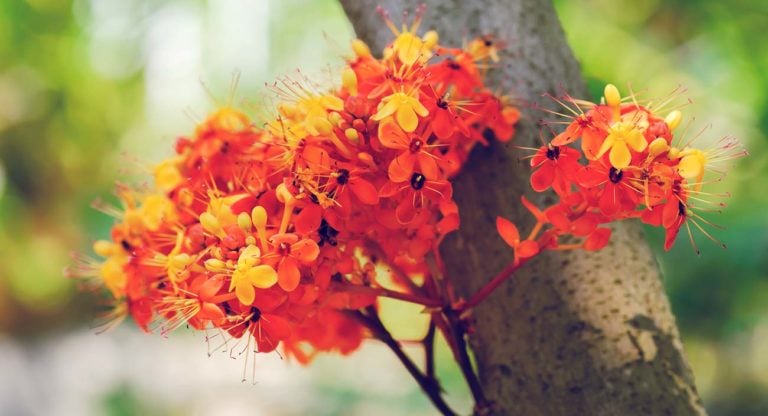 Ashoka – la floraison
