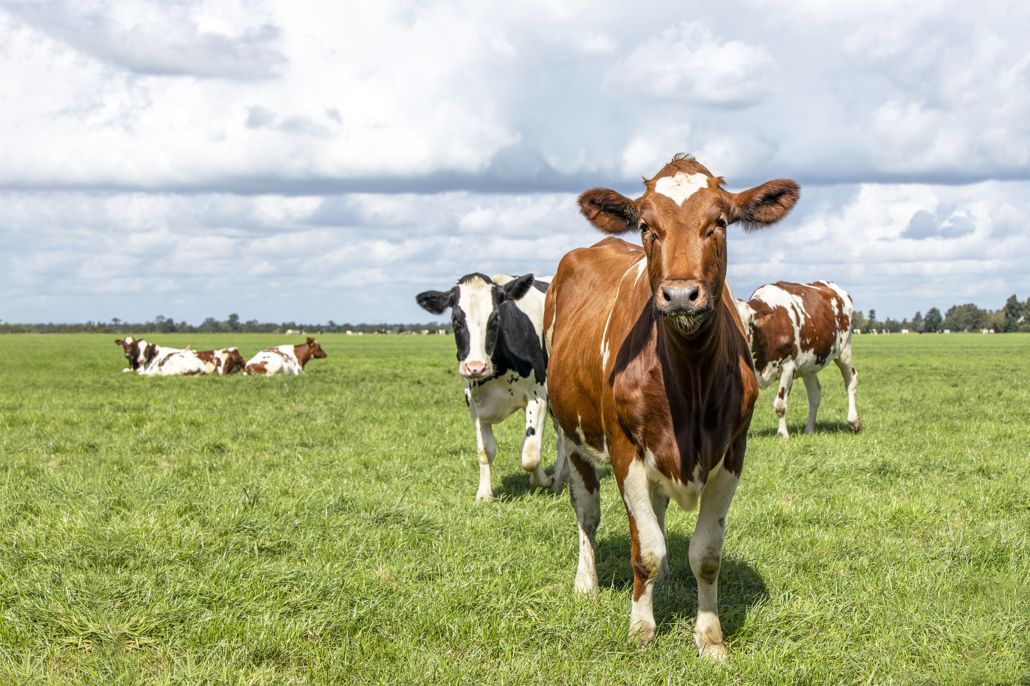 Curious cheeky red and white cow happy running towards in a green field under a blue sky and a distant horizon."r"n