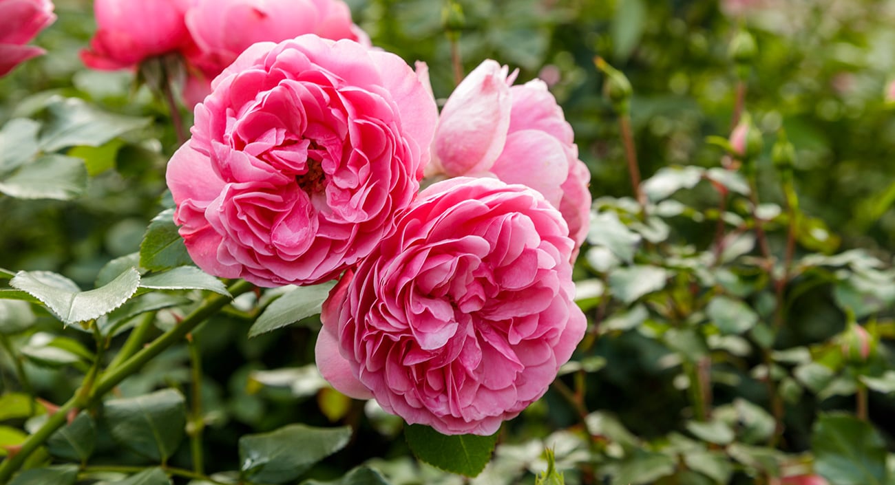 Rose – die bezaubernde Königin der Blumen