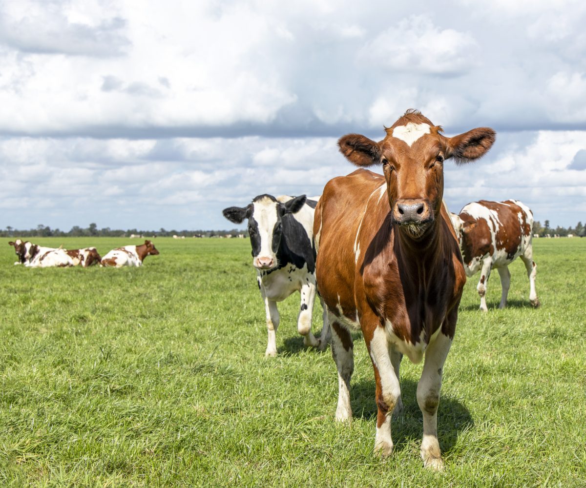 Curious cheeky red and white cow happy running towards in a green field under a blue sky and a distant horizon."r"n